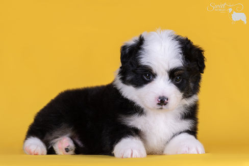 Цуценята мініатюрної американської вівчарки вчаться ходити