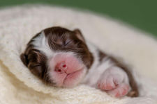 Australian Shepherd puppies on blanket