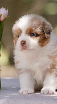 SWEET WORLD SANEM
ALWAYS IN OUR HEARTS • NBT