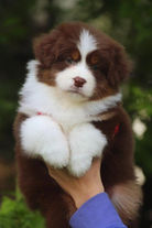 Цуценята австралійської вівчарки на ковдрі