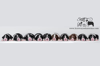 Australian Shepherd puppies playing outdoors