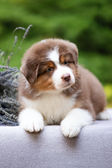 Australian Shepherd puppies 4 weeks old sitting on blanket