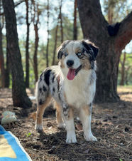 SWEET WORLD MOON OF THE SHINE