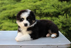 Miniature American Shepherd puppies learning to walk