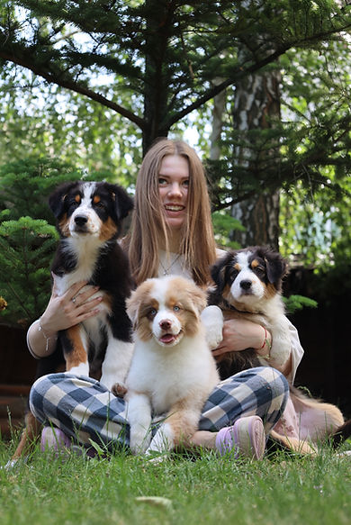 Australian Shepherds with the breeder in the yard