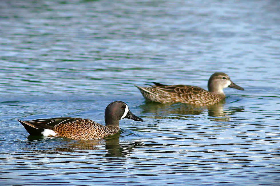 Blue-winged Teal