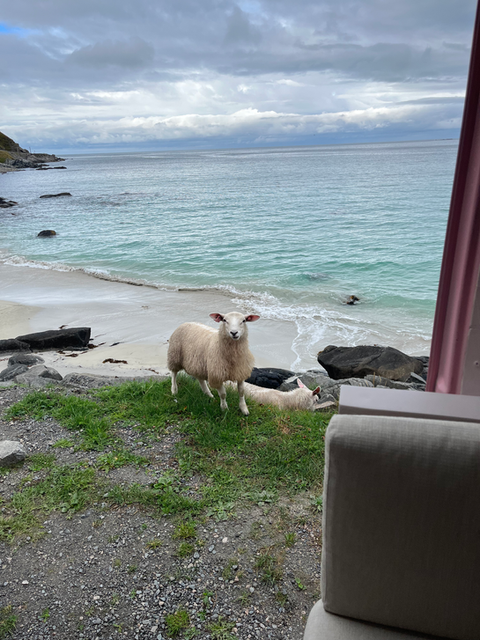sheeps on beach in norway