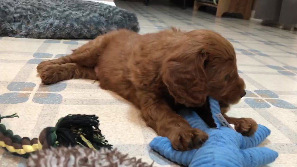 Thumbnail: Mini Goldendoodle