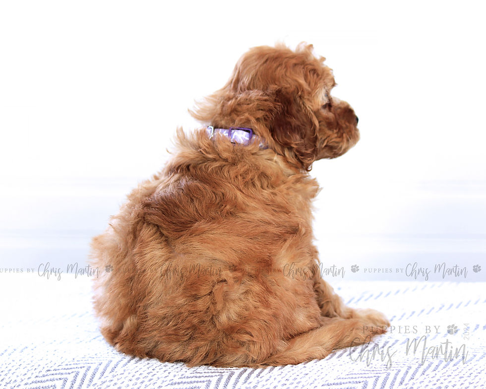 Thumbnail: Mini Goldendoodle