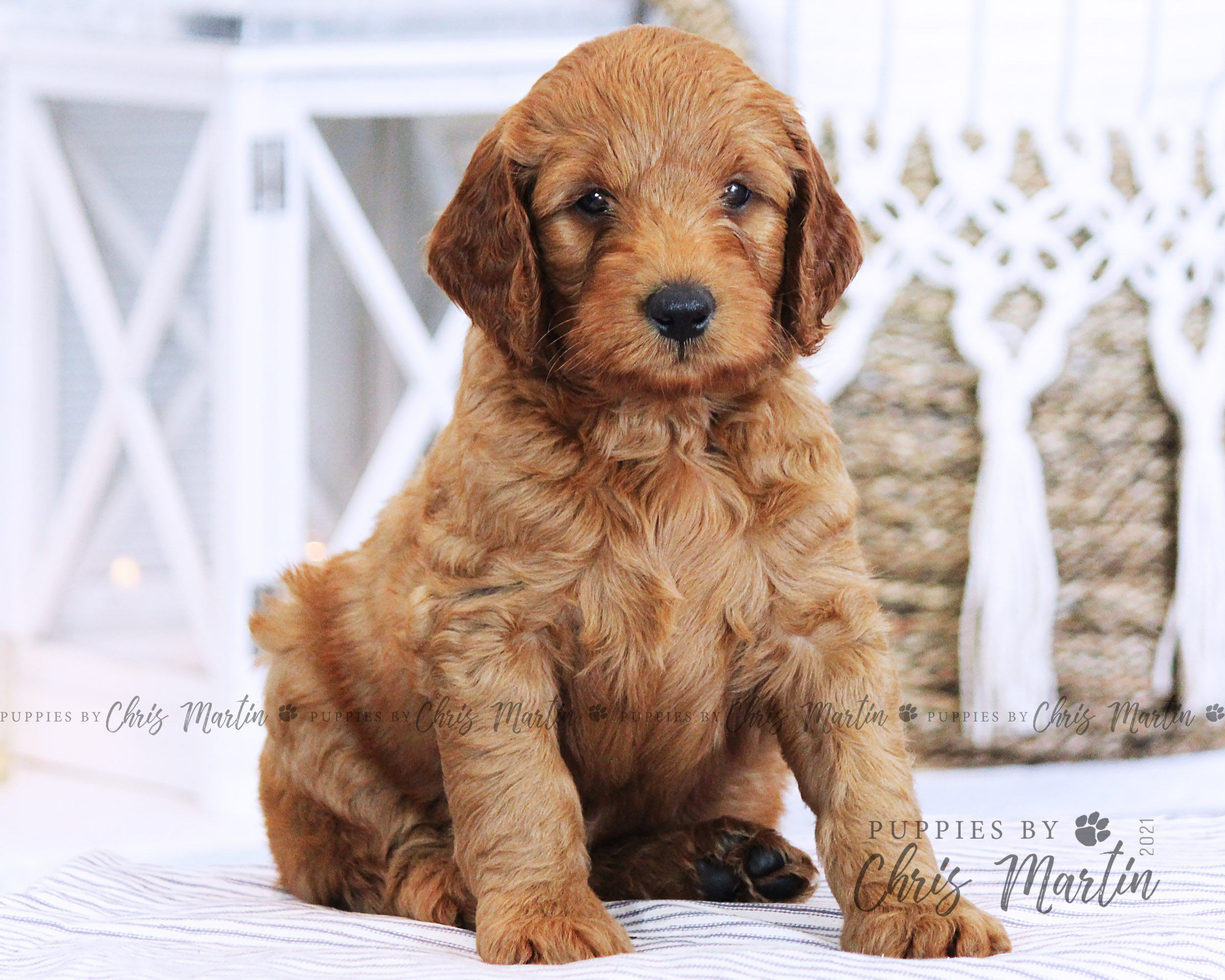 Mini Goldendoodle