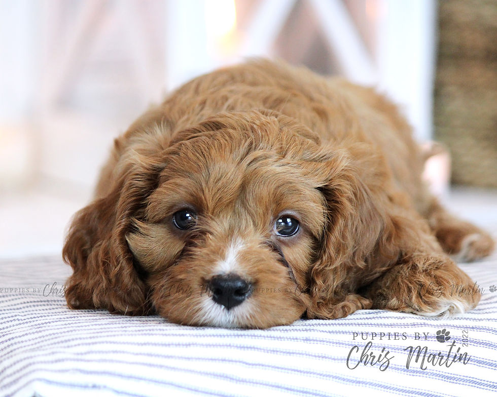 Thumbnail: Cavapoo
