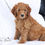Thumbnail: Mini Goldendoodle