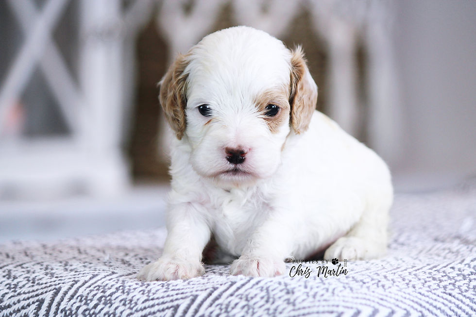Cavapoo