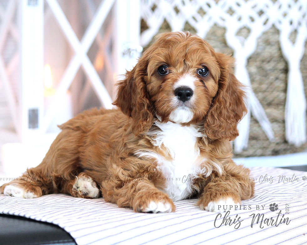 Thumbnail: Cavapoo