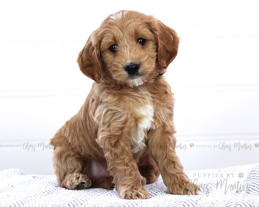 Thumbnail: Mini Goldendoodle