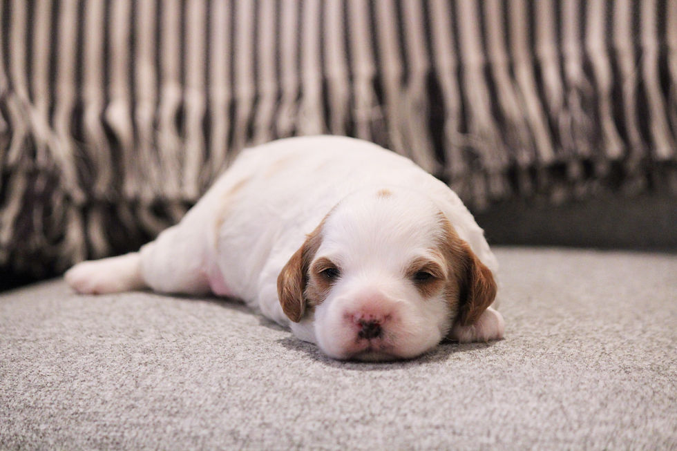 Thumbnail: Cavapoo