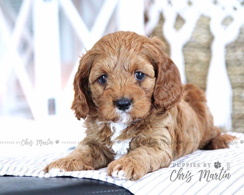 Thumbnail: Cavapoo