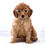 Thumbnail: Mini Goldendoodle