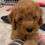 Thumbnail: Mini Goldendoodle