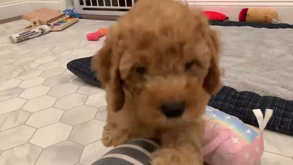 Thumbnail: Mini Goldendoodle