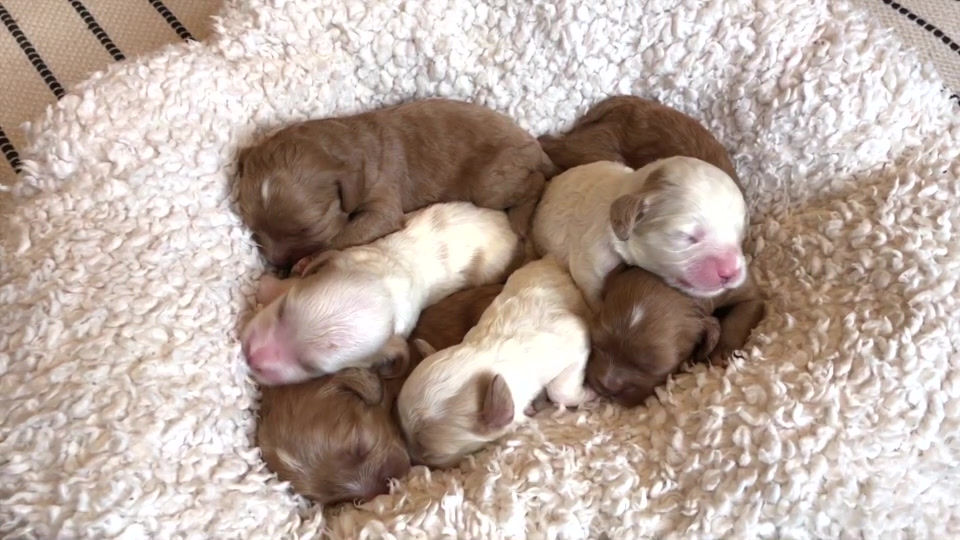 Thumbnail: Cavapoo