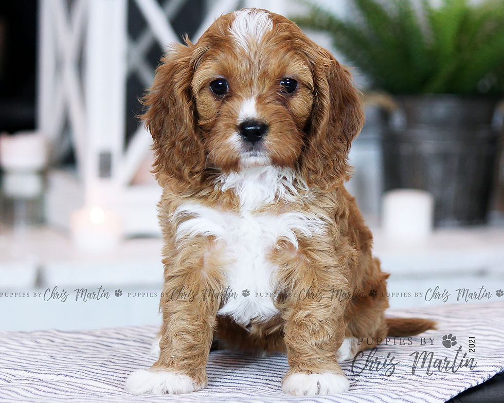 Thumbnail: Cavapoo