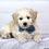Thumbnail: Mini Goldendoodle