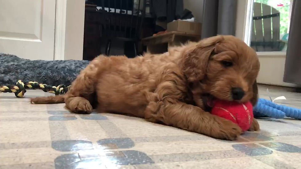 Thumbnail: Mini Goldendoodle