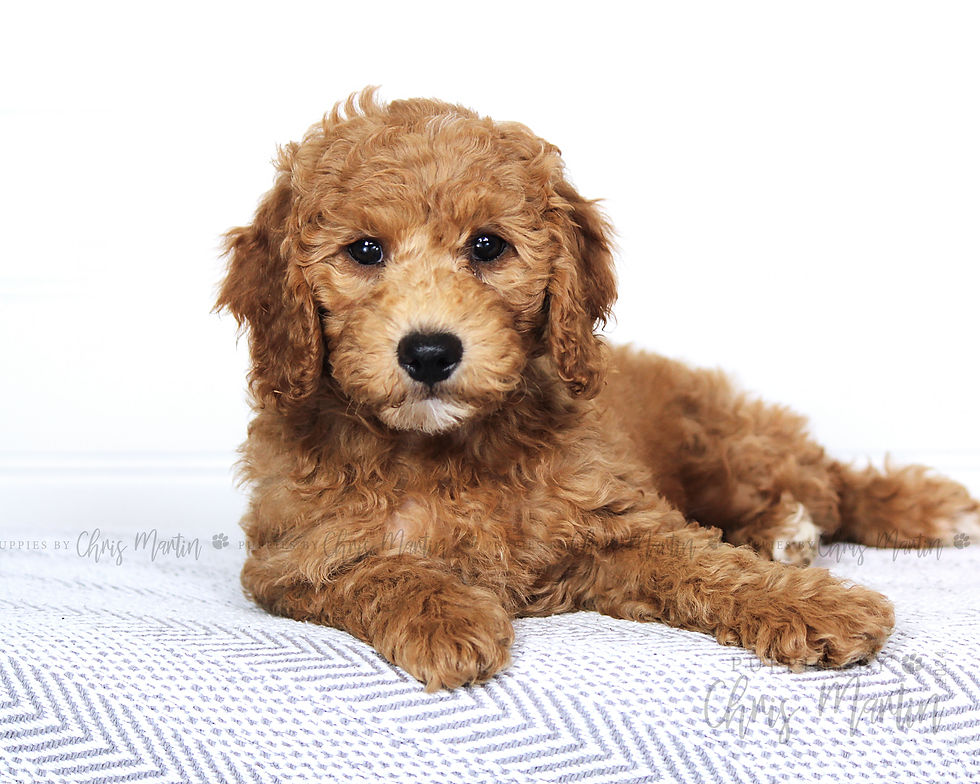 Thumbnail: Mini Goldendoodle