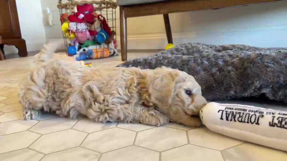 Thumbnail: Mini Goldendoodle