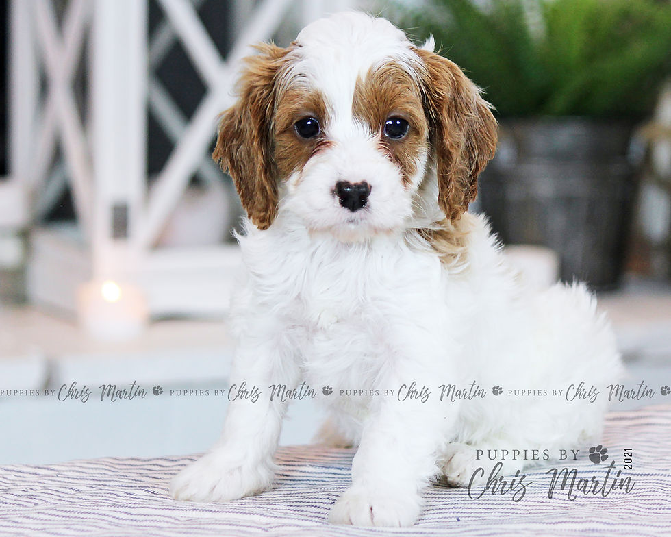 Thumbnail: Cavapoo
