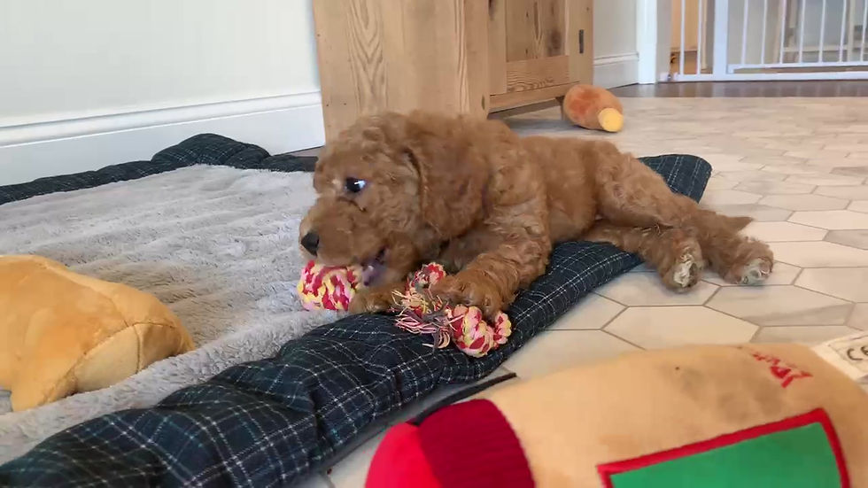 Thumbnail: Mini Goldendoodle