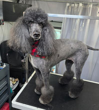 Poodle