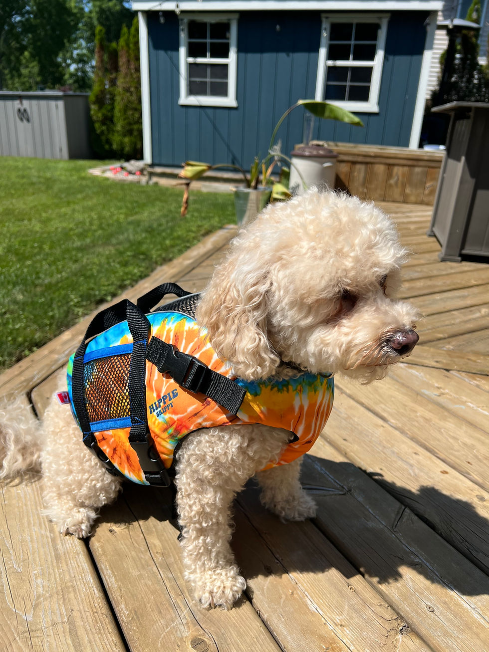Thumbnail: Skippy Dog Vest