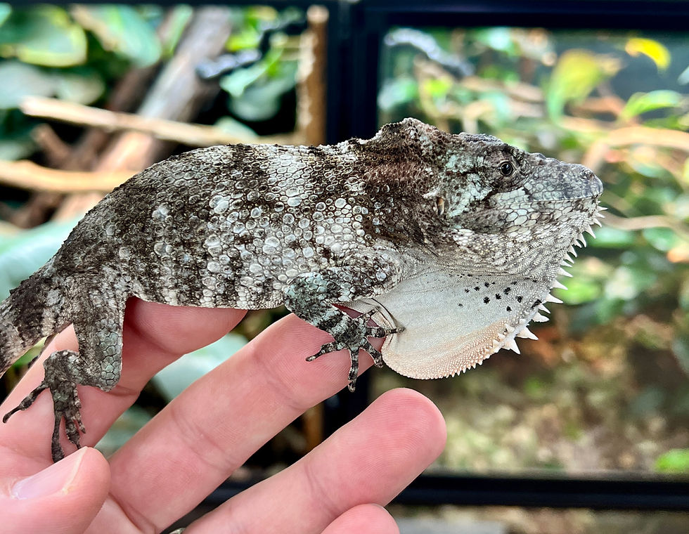 Thumbnail: Bearded Anole (Anolis barbaratus)