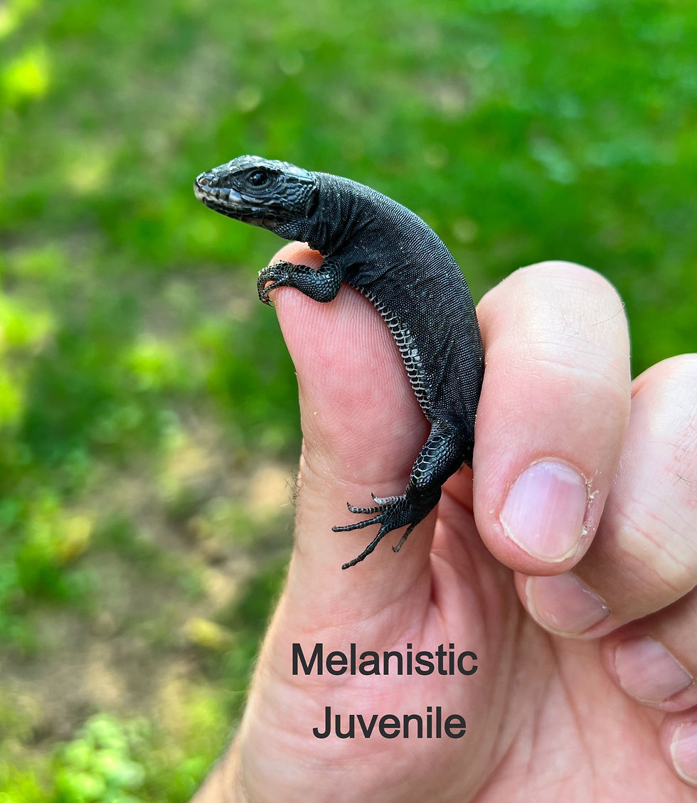 Thumbnail: Jeweled Lacerta (Timon lepidus)