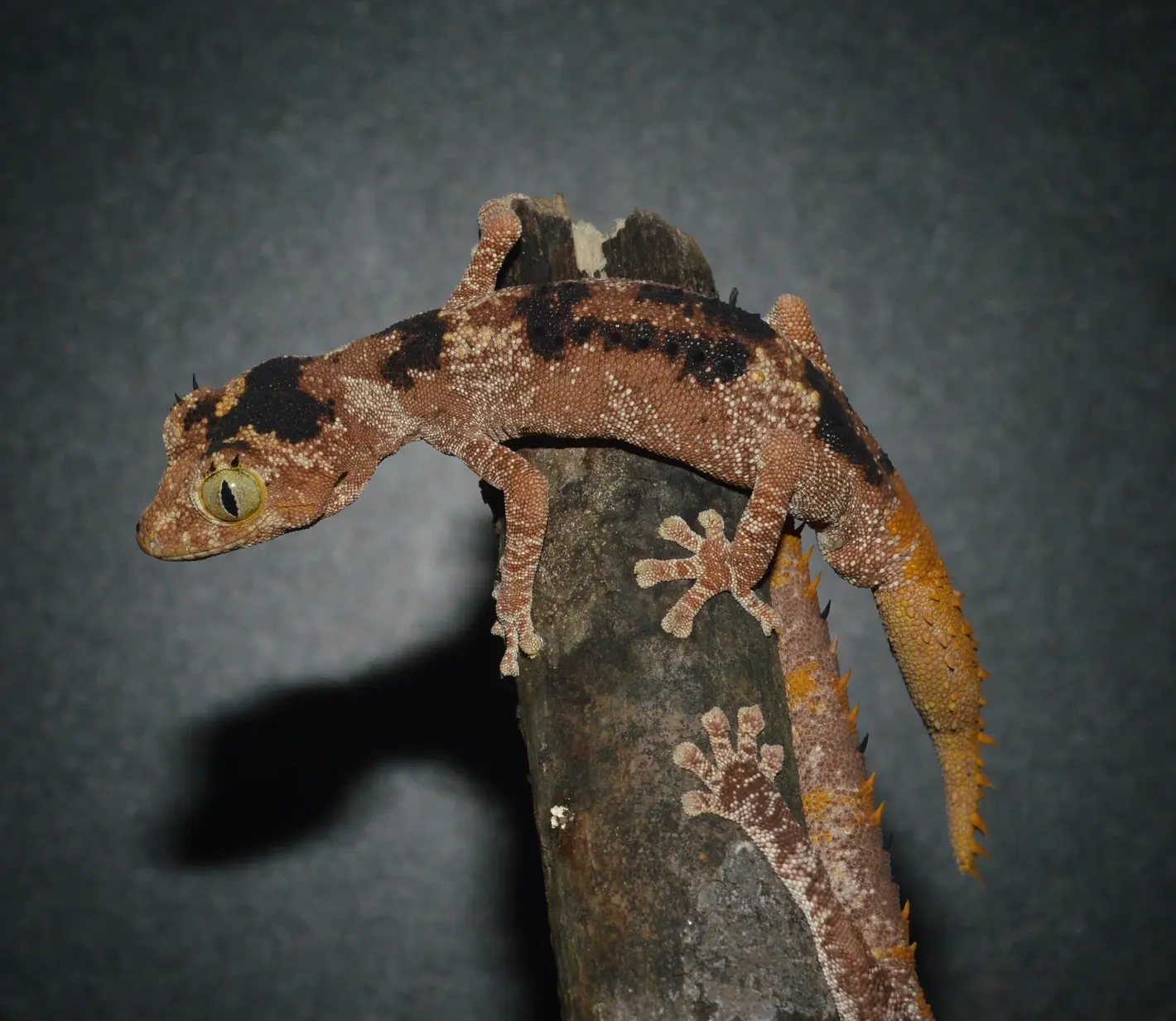 Northern spiny-tailed gecko (Strophorus ciliaris)