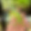 Thumbnail: Blue beauty anole (Anolis equestris potior)