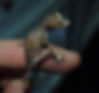 Spearpoint leaf-tailed gecko (Uroplatus ebenaui)