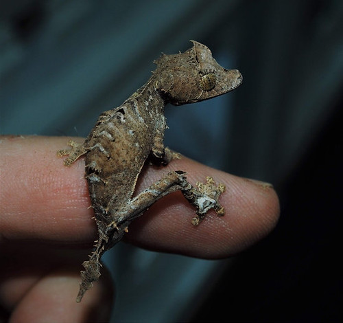 Spearpoint leaf-tailed gecko (Uroplatus ebenaui) | livingart