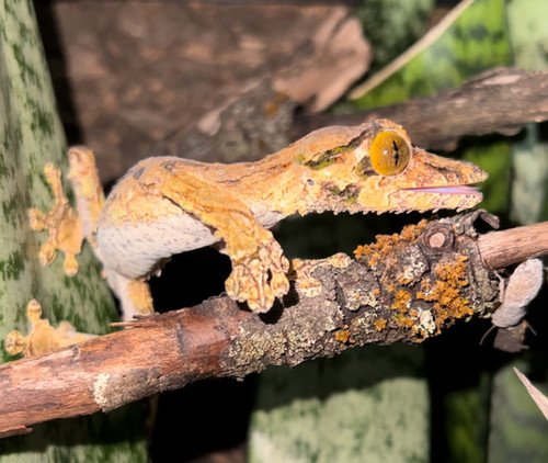 Mossy Leaf-tailed Gecko (Uroplatus sikorae) | livingart