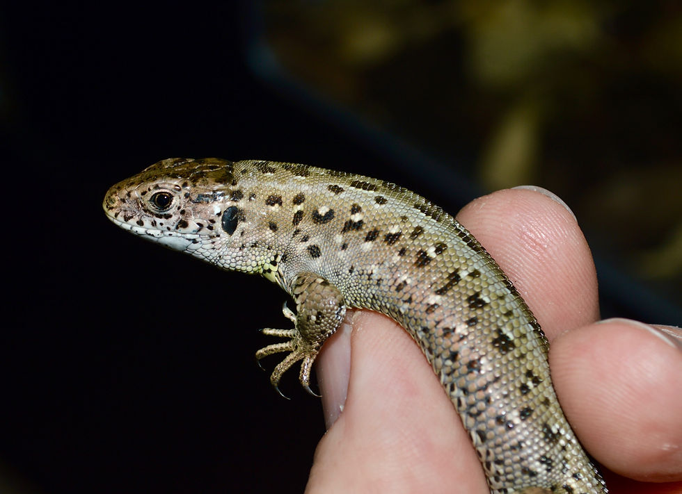 Thumbnail: European sand lizard (Lacerta agilis agilis)