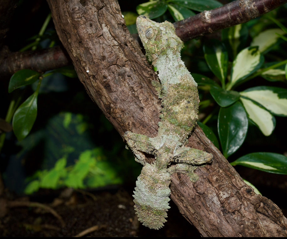 Thumbnail: Mossy Leaf-tailed Gecko (Uroplatus sikorae)