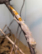 Thumbnail: Northern spiny-tailed gecko (Strophorus ciliaris)