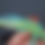 Thumbnail: Blue beauty anole (Anolis equestris potior)