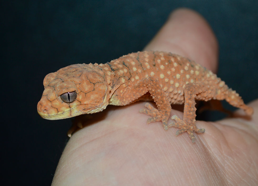 Thumbnail: Centralian knob-tailed gecko (Nephrurus amyae)