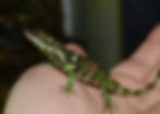 Sri Lankan Pygmy Lizard (Cophotis dumbara)