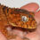 Thumbnail: Centralian knob-tailed gecko (Nephrurus amyae)