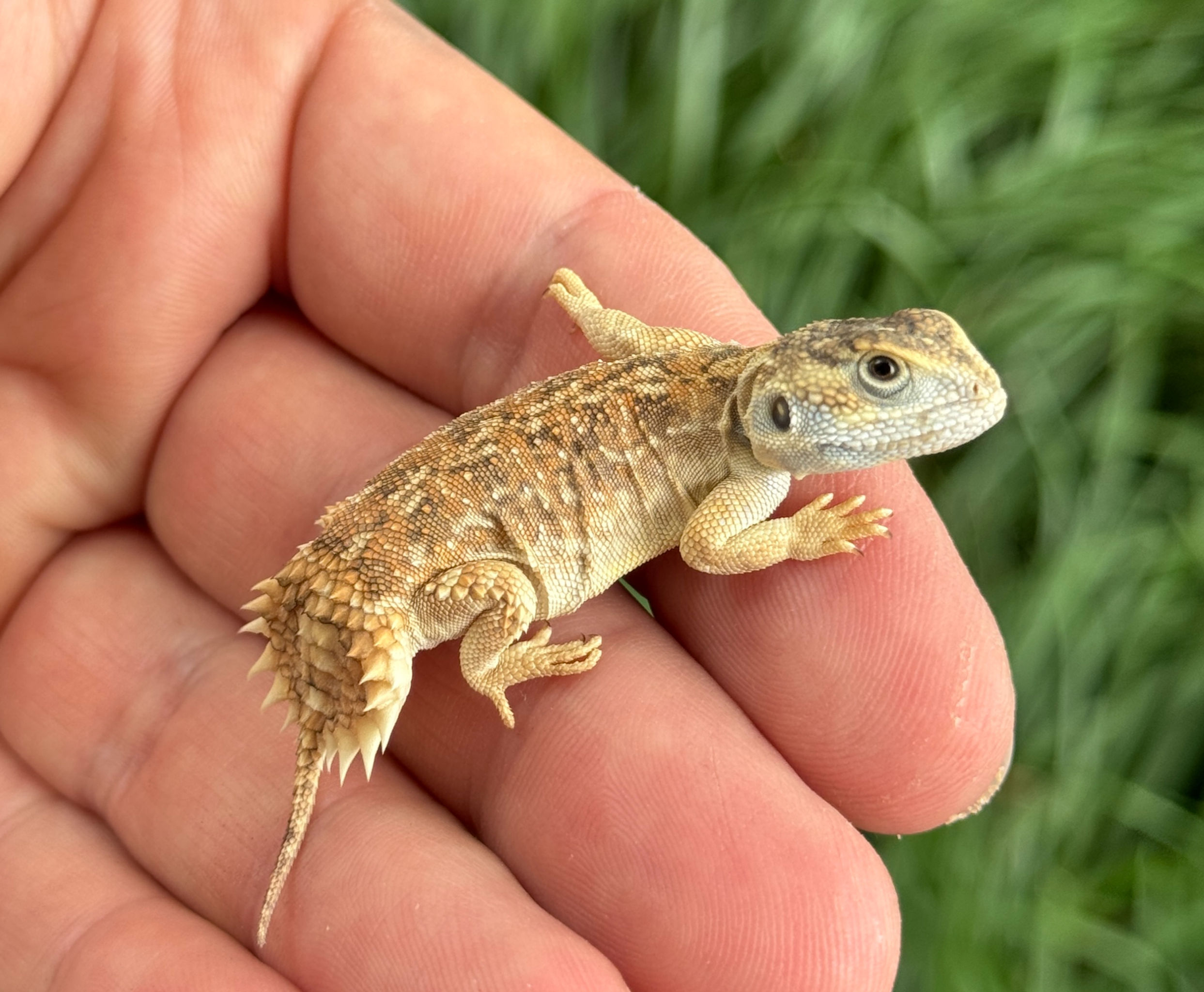Shield Tail Agama (Xenagama taylori)