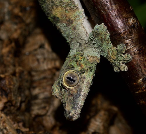 未開封品 OZWRT Agave Leaf Tailed Gecko 17cm file.png